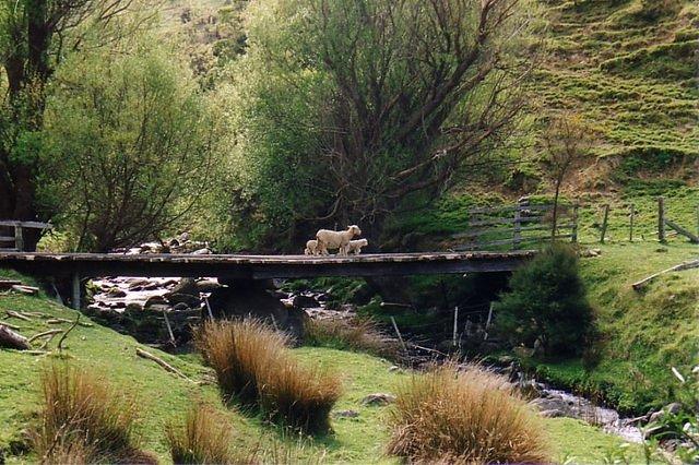 Sheep Crossing
