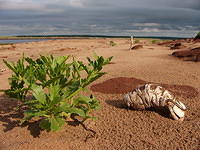 PEI